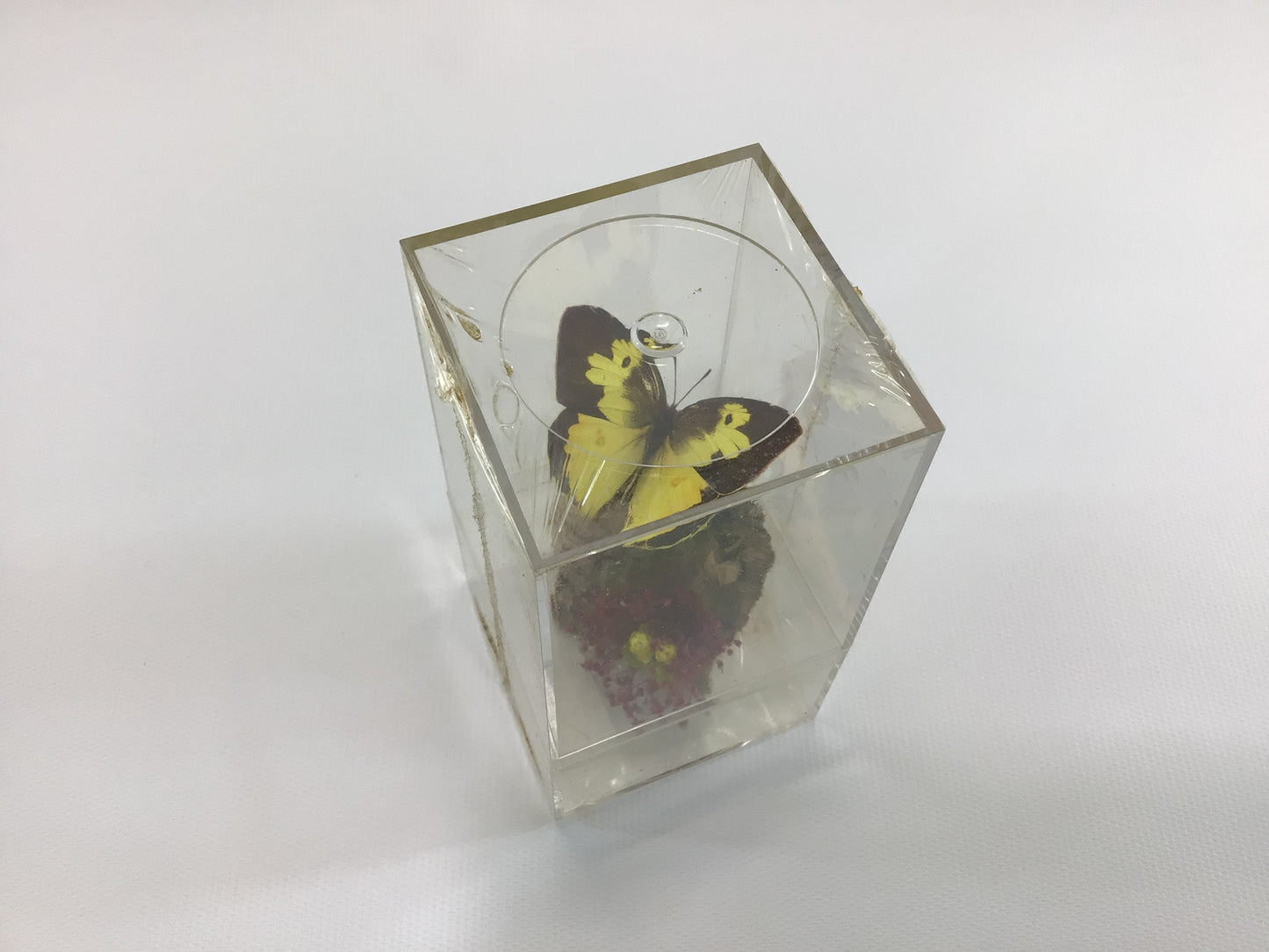 Acrylic Encased Taxidermy Colias Cesonia Dogface Butterfly Vintage Mexico Travel Souvenir