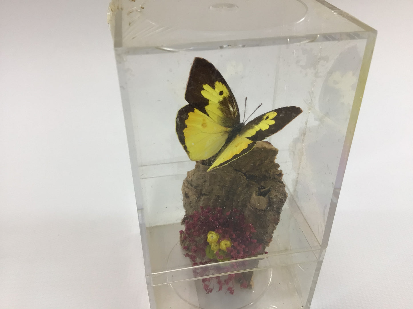 Acrylic Encased Taxidermy Colias Cesonia Dogface Butterfly Vintage Mexico Travel Souvenir