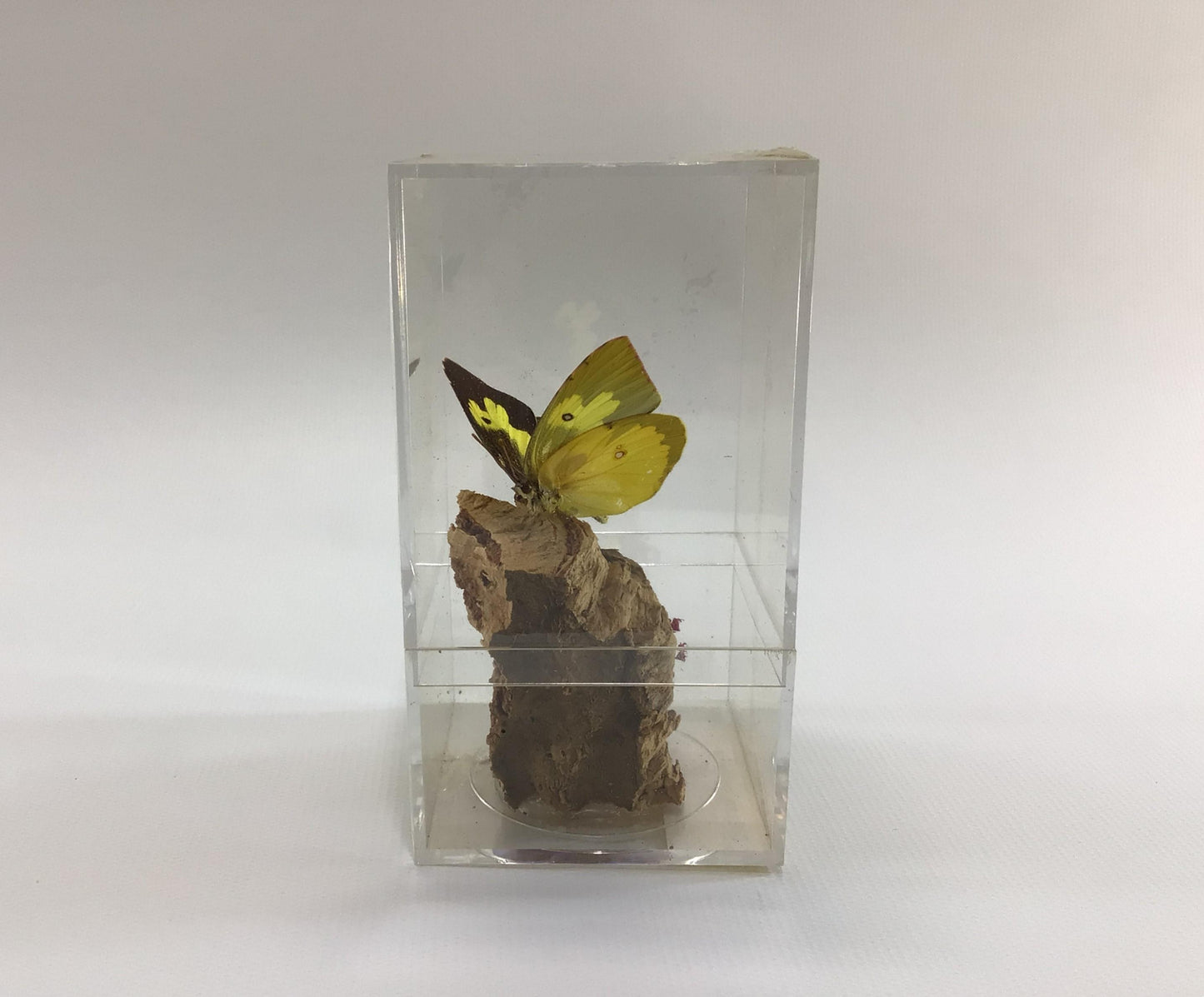 Acrylic Encased Taxidermy Colias Cesonia Dogface Butterfly Vintage Mexico Travel Souvenir