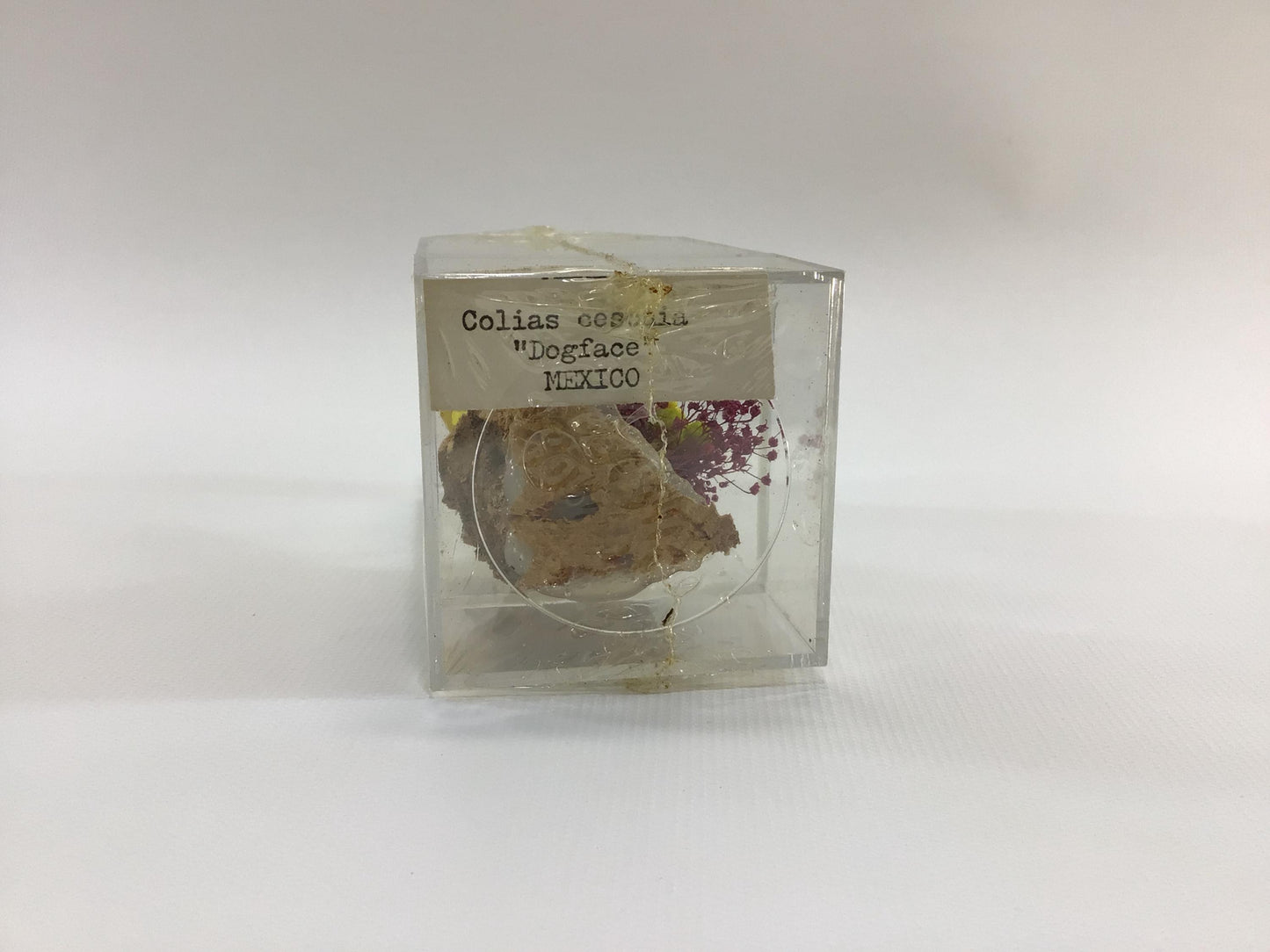 Acrylic Encased Taxidermy Colias Cesonia Dogface Butterfly Vintage Mexico Travel Souvenir