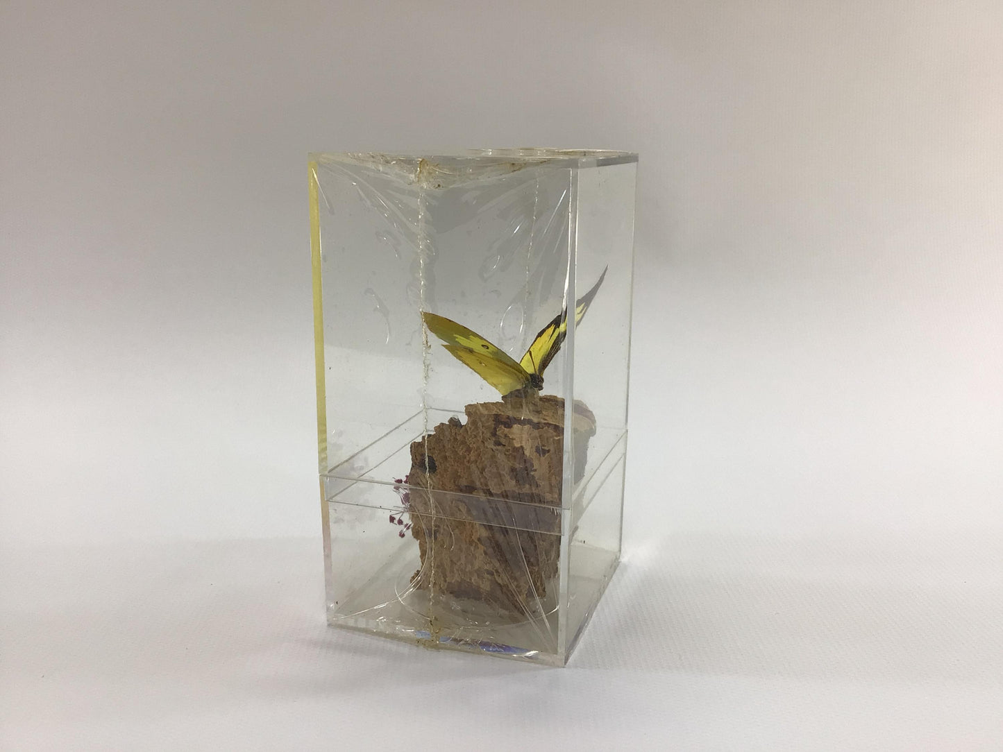 Acrylic Encased Taxidermy Colias Cesonia Dogface Butterfly Vintage Mexico Travel Souvenir