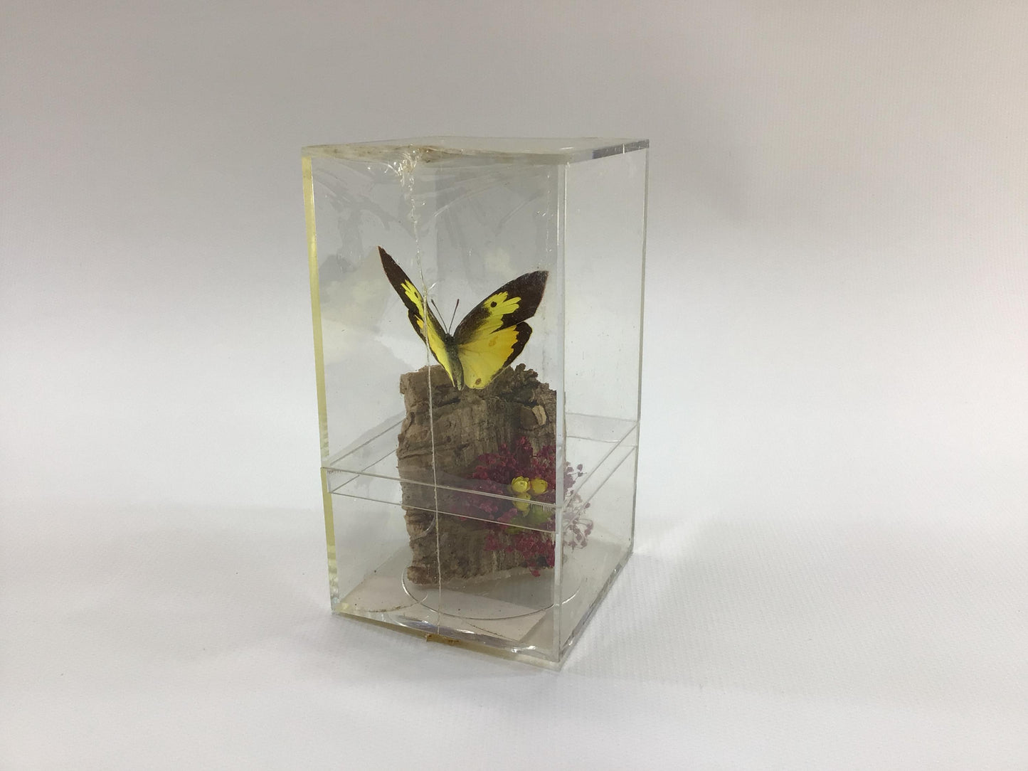 Acrylic Encased Taxidermy Colias Cesonia Dogface Butterfly Vintage Mexico Travel Souvenir