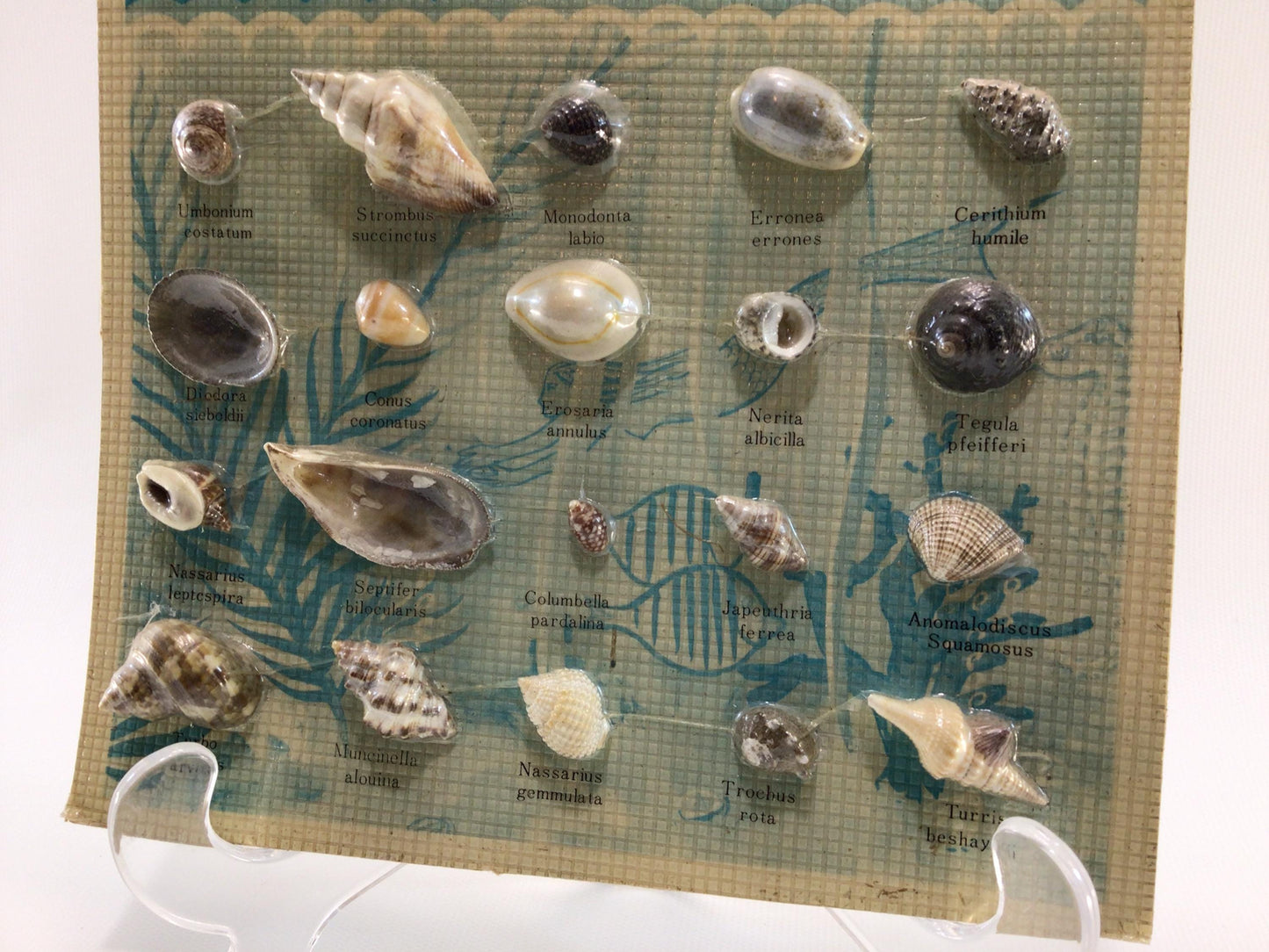 Ocean Shell Collection Vintage Souvenir Carded Educational Seashell Specimens