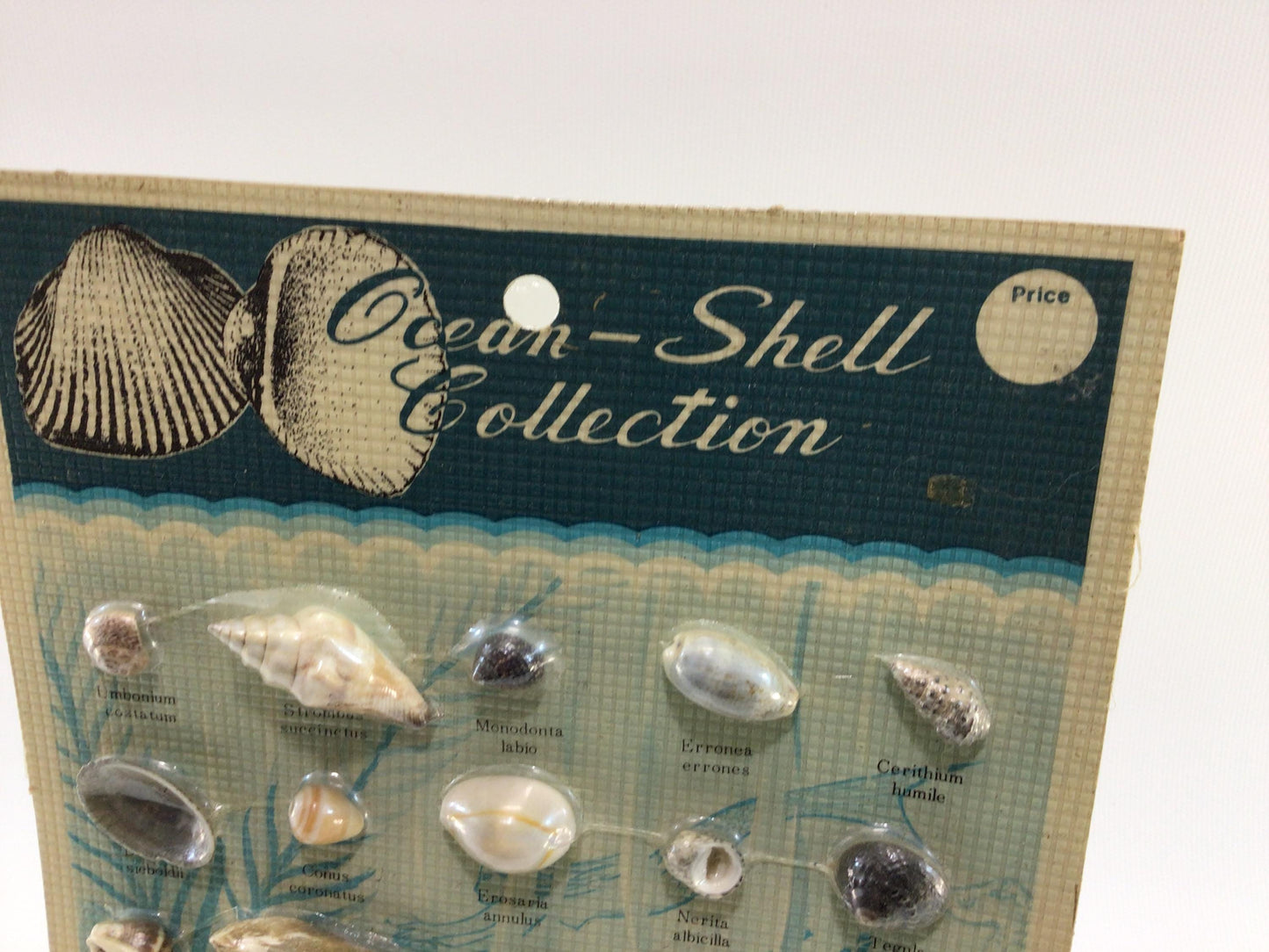Ocean Shell Collection Vintage Souvenir Carded Educational Seashell Specimens