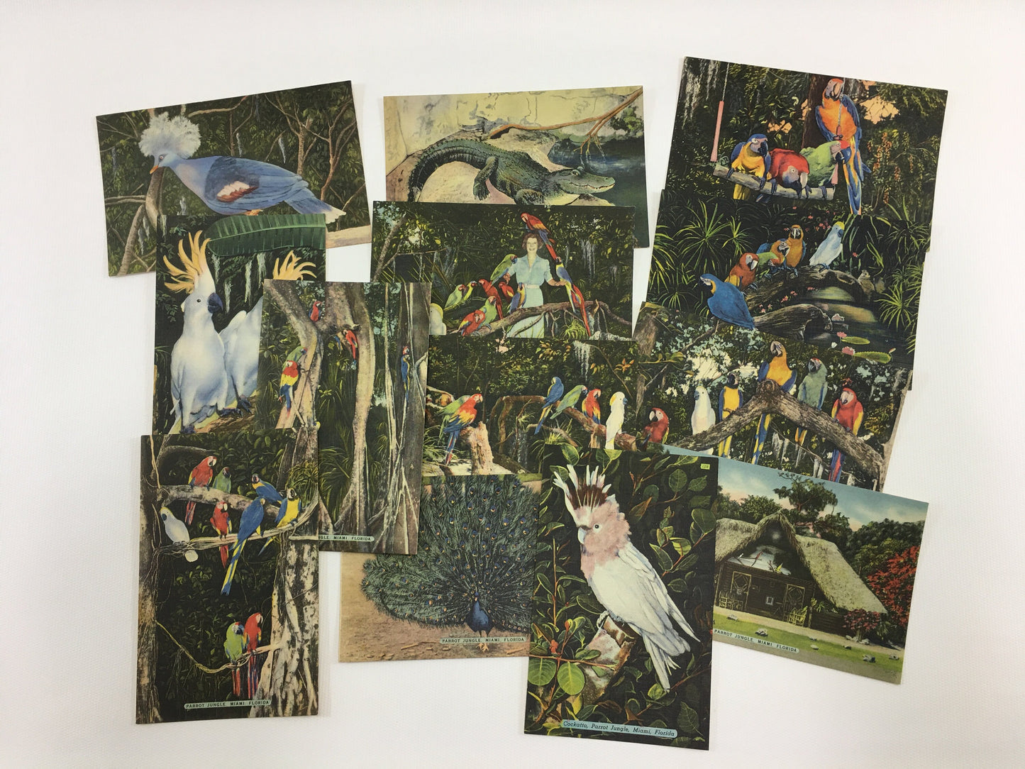 Florida Souvenir Postcards Parrot Jungle 13 Vintage Linen Souvenir Cards