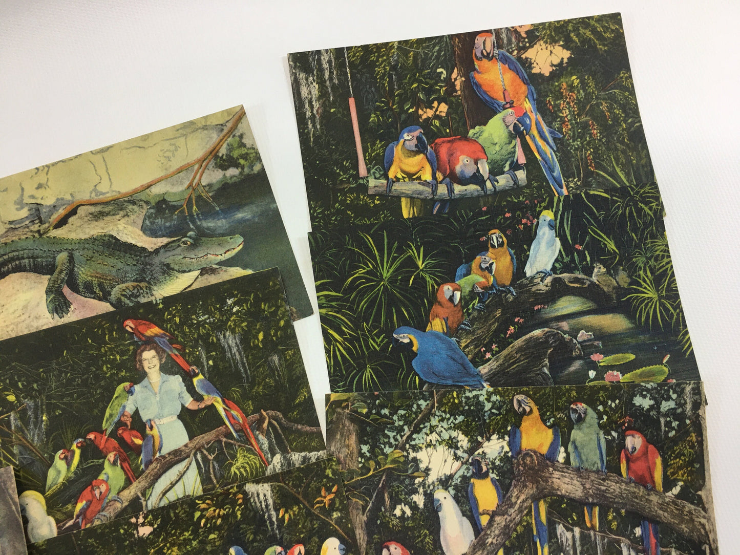 Florida Souvenir Postcards Parrot Jungle 13 Vintage Linen Souvenir Cards