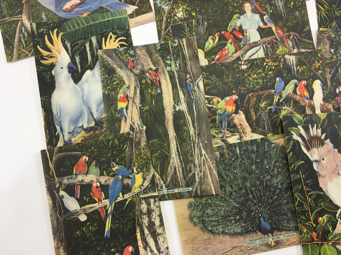 Florida Souvenir Postcards Parrot Jungle 13 Vintage Linen Souvenir Cards