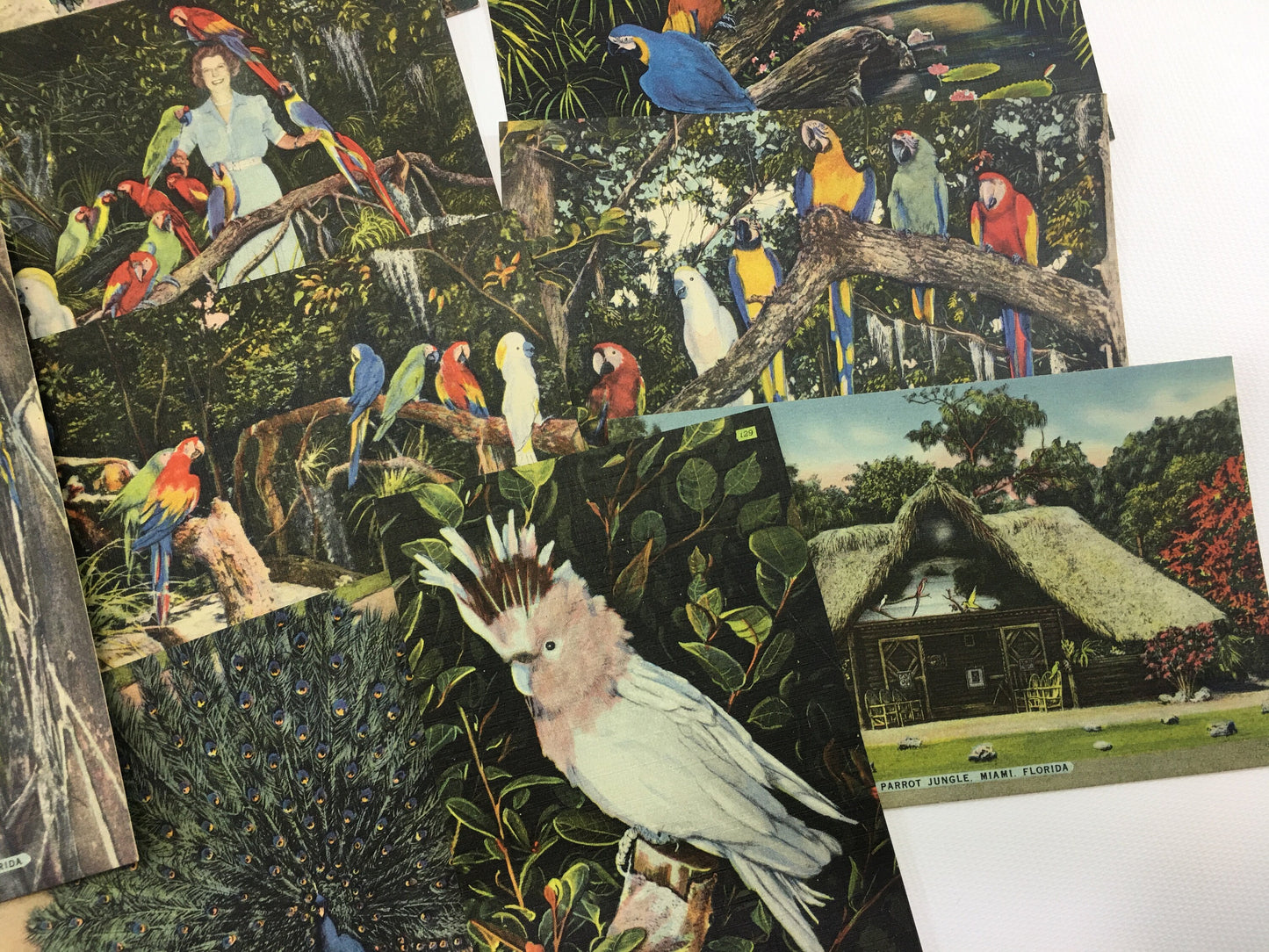 Florida Souvenir Postcards Parrot Jungle 13 Vintage Linen Souvenir Cards