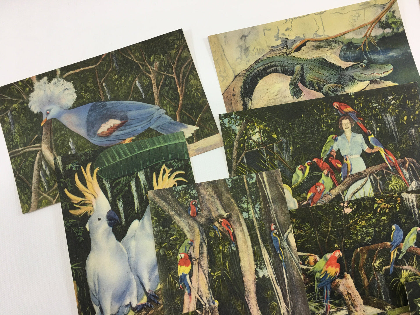 Florida Souvenir Postcards Parrot Jungle 13 Vintage Linen Souvenir Cards