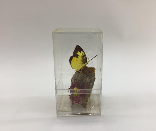 Acrylic Encased Taxidermy Colias Cesonia Dogface Butterfly Vintage Mexico Travel Souvenir