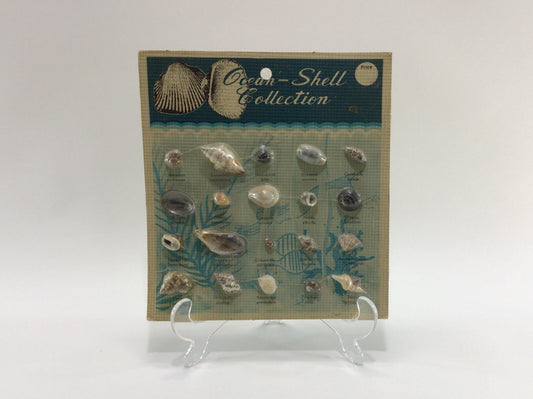 Ocean Shell Collection Vintage Souvenir Carded Educational Seashell Specimens