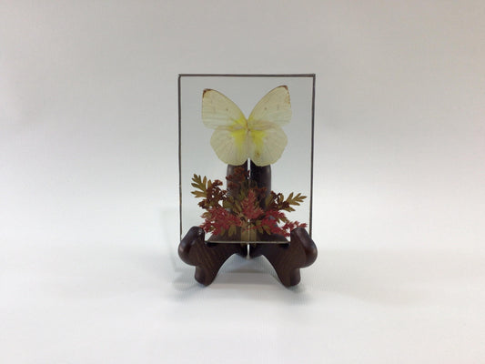 Encased Pressed Dried Flowers and Butterfly Moth Sun Catcher with Stand Vintage Home Decor