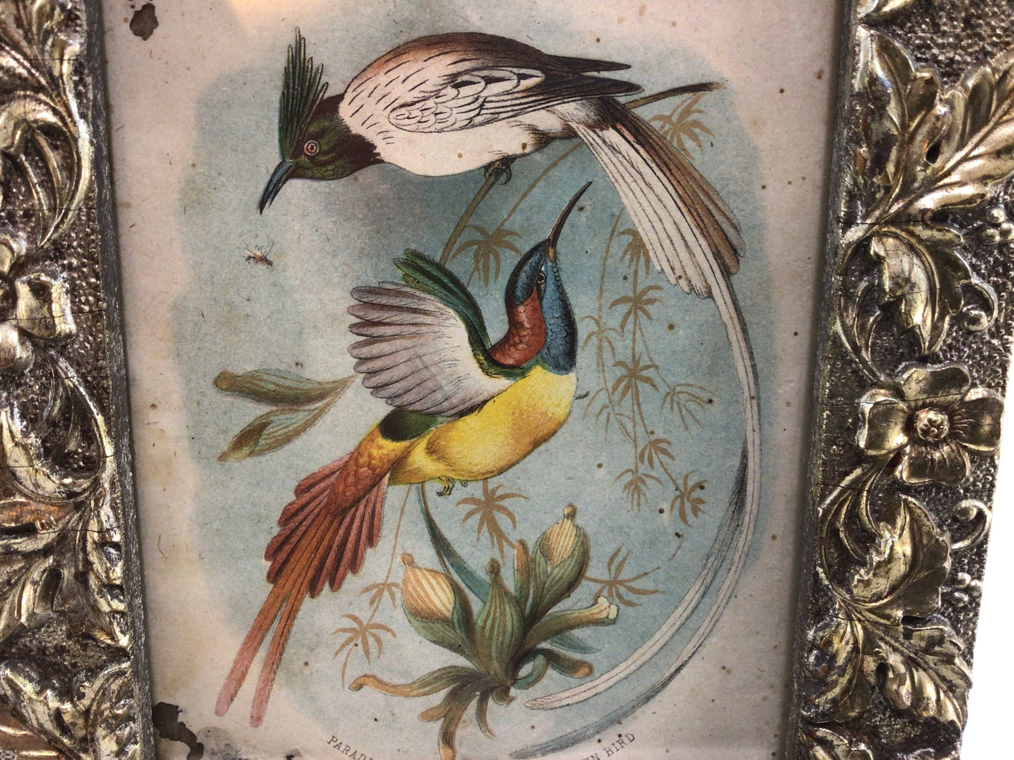 Framed Victorian Avian Book Plate 4" x 5" Antique Home Wall Decor Sun Bird and Flycatcher