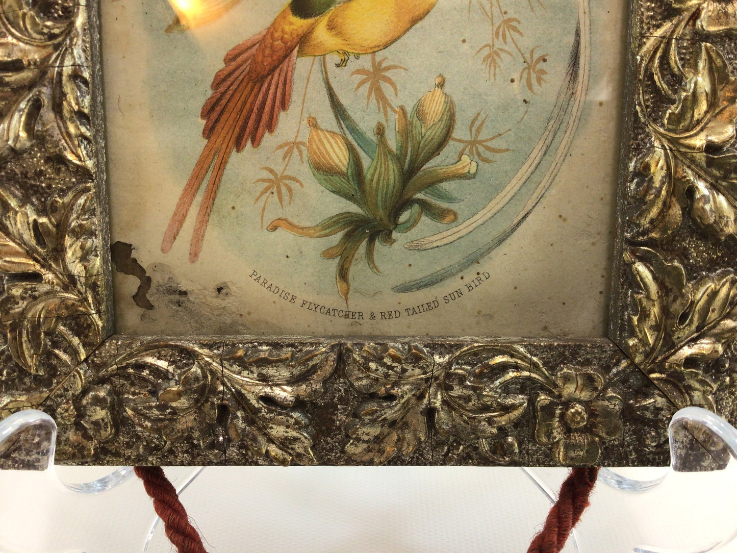 Framed Victorian Avian Book Plate 4" x 5" Antique Home Wall Decor Sun Bird and Flycatcher