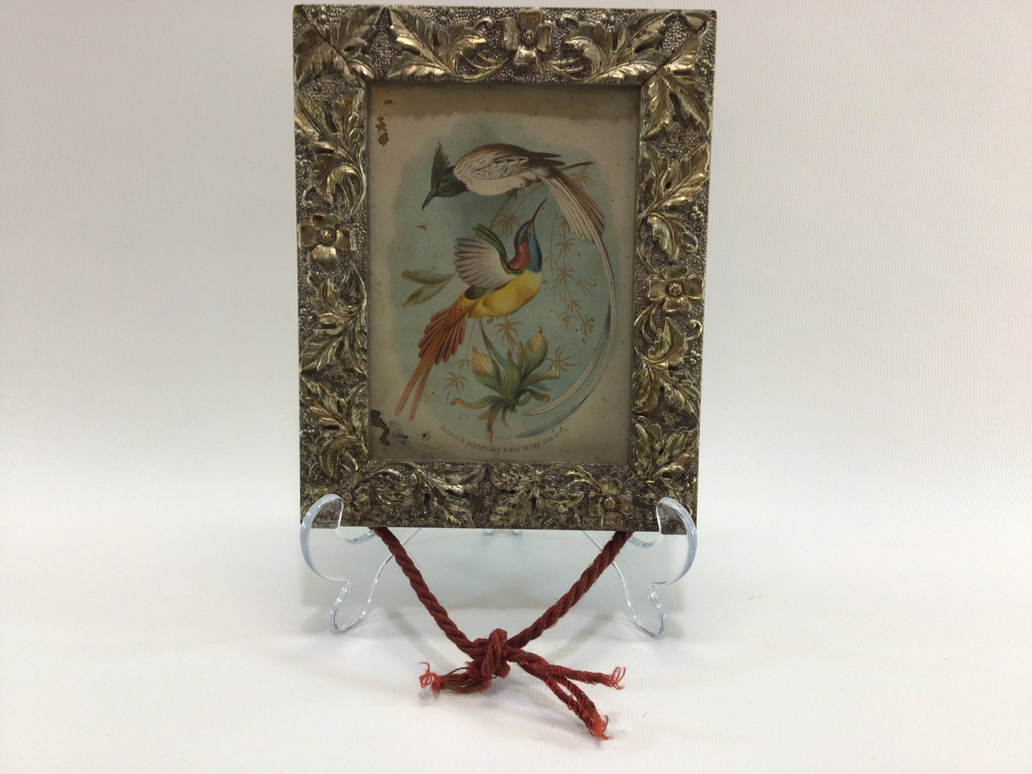 Framed Victorian Avian Book Plate 4" x 5" Antique Home Wall Decor Sun Bird and Flycatcher