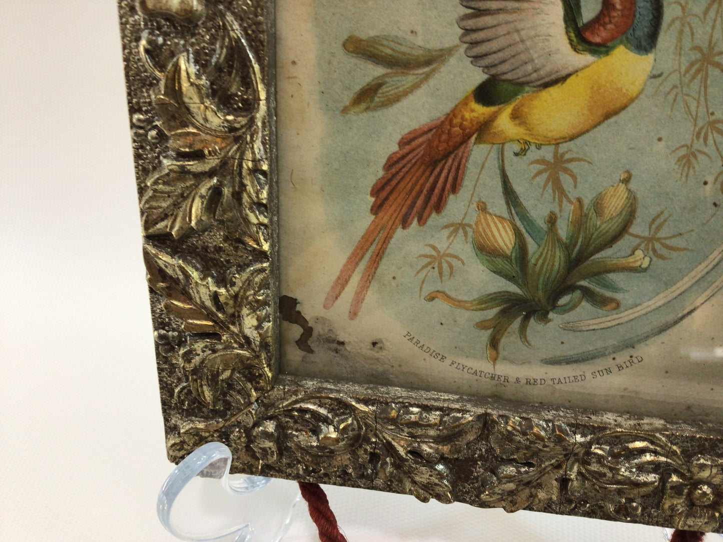 Framed Victorian Avian Book Plate 4" x 5" Antique Home Wall Decor Sun Bird and Flycatcher